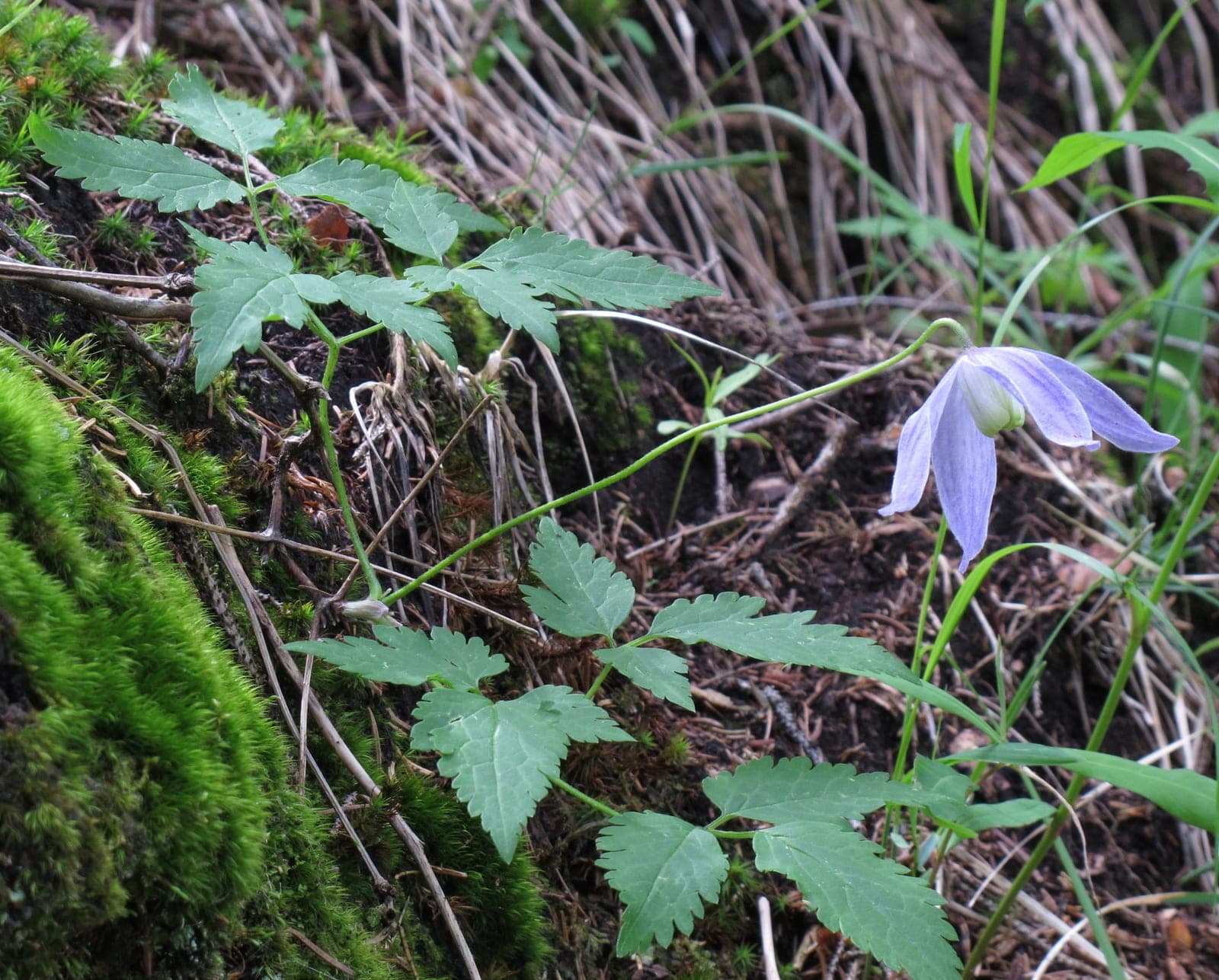 Blue Dancer Alpine Clematis