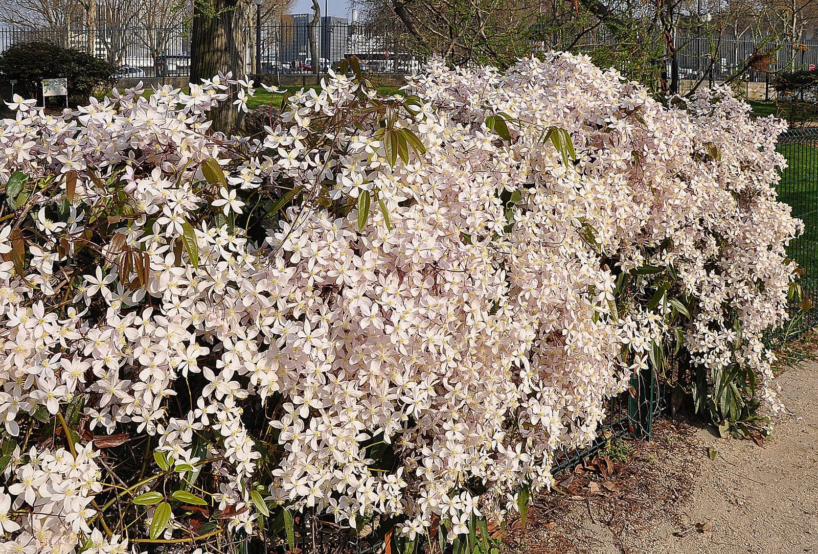 Apple Blossom Evergreen Clematis