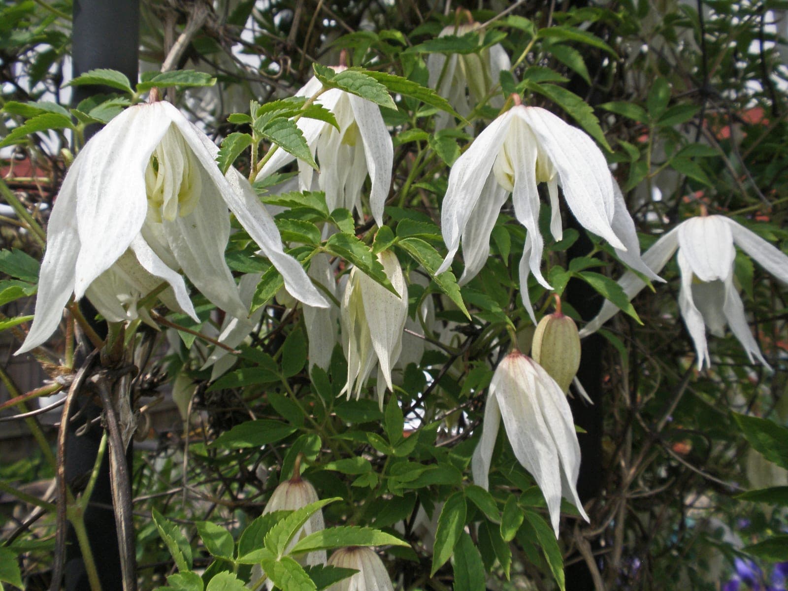 Broughton Bride Clematis