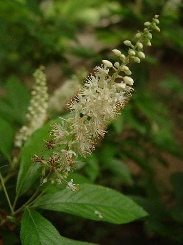 Cinnamon Clethra