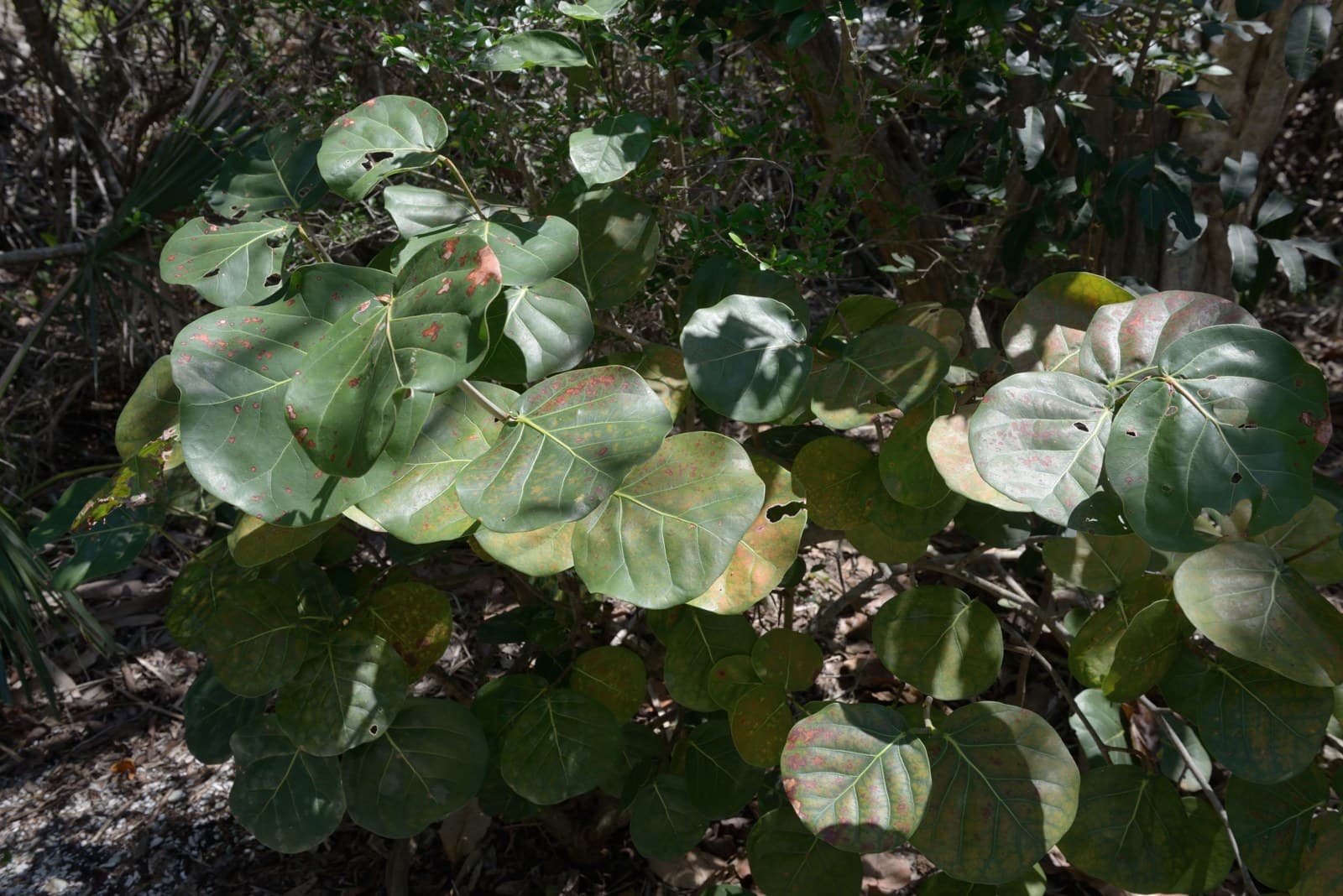 Sea Grape