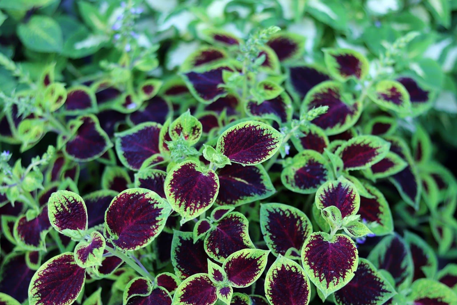 Coleus
