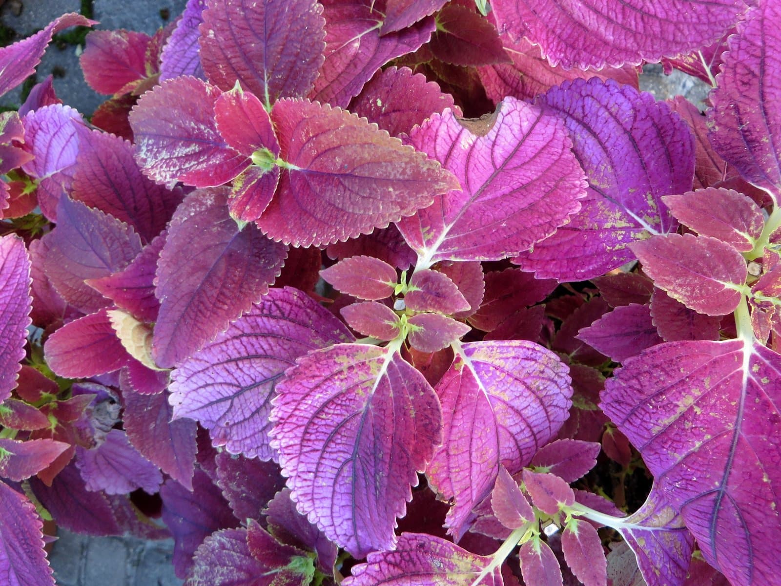 Coleus 'Alabama'