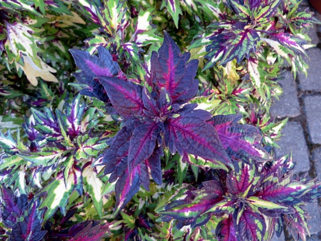 Coleus 'Alligator Tears'