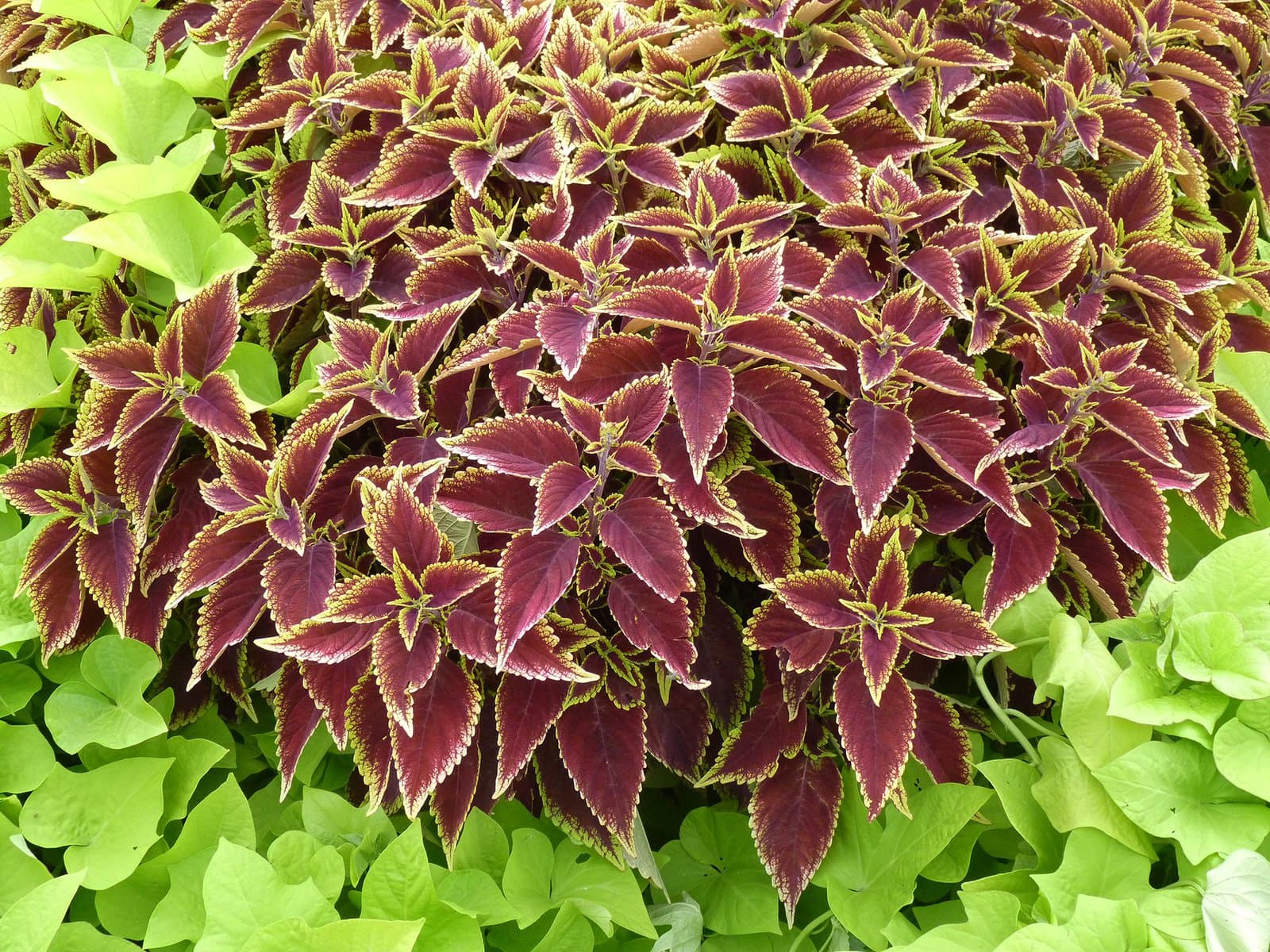 Coleus Rusty bronze leaves edged in gold