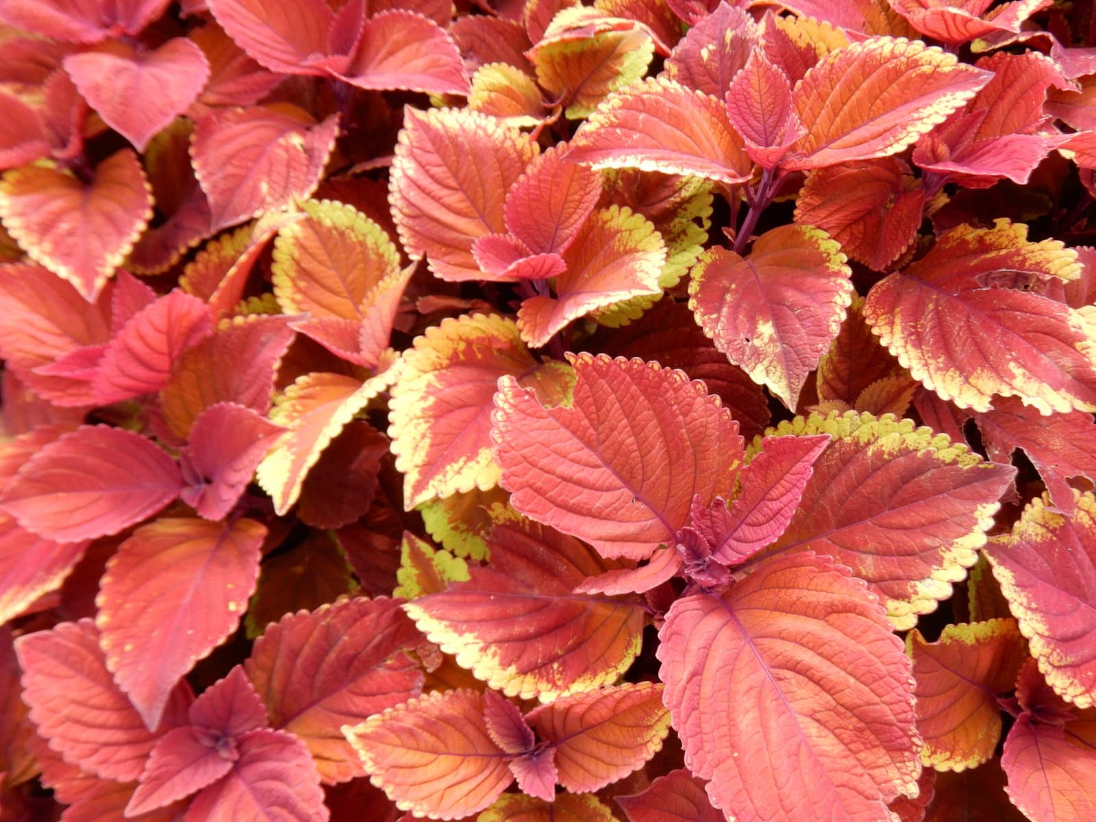 Coleus 'ChargedUp Campfire'