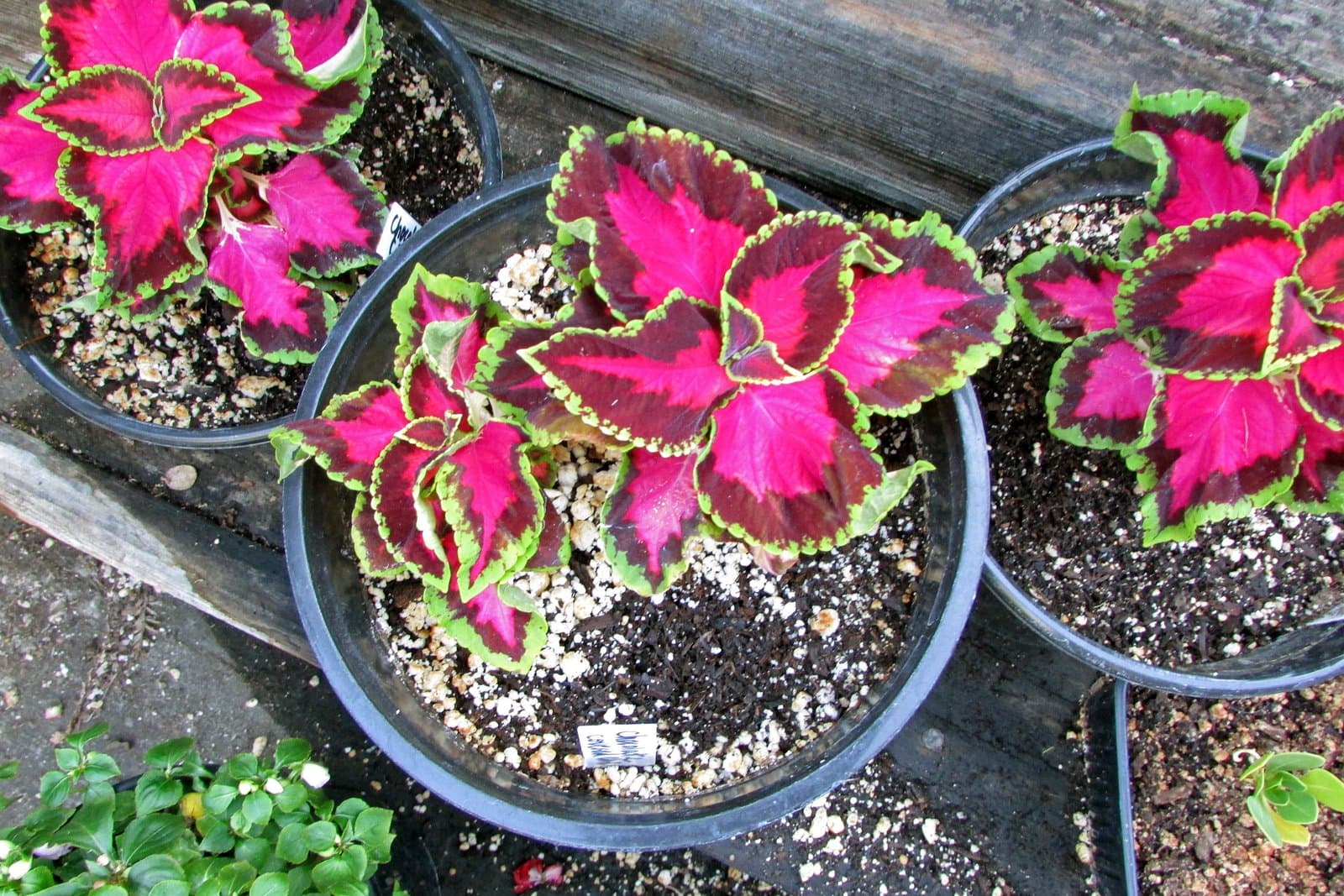 Coleus 'Chocolate Covered Cherry'