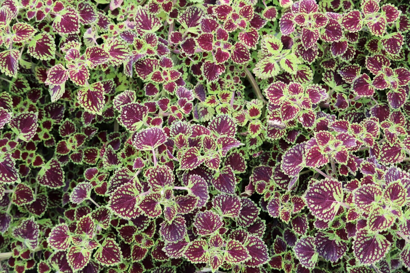Coleus 'ColorBlaze Chocolate Drop'