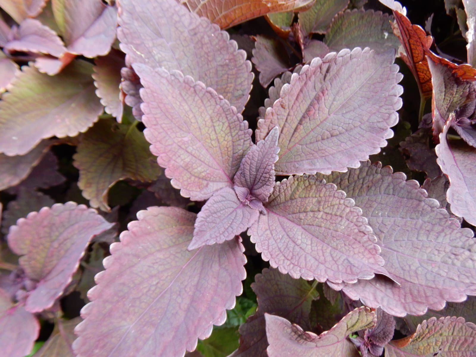 Coleus 'ColorBlaze Dark Star'