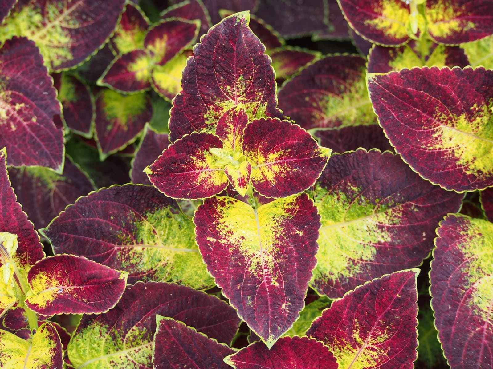 Coleus 'ColorBlaze Dipt in Wine'