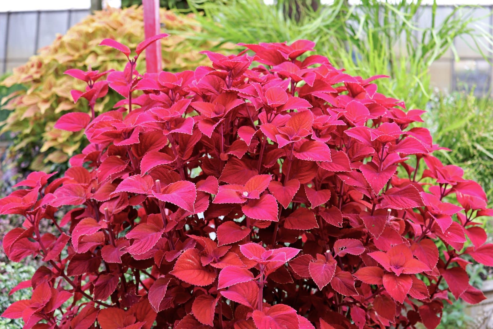 Coleus 'ColorBlaze Sedona Sunset'