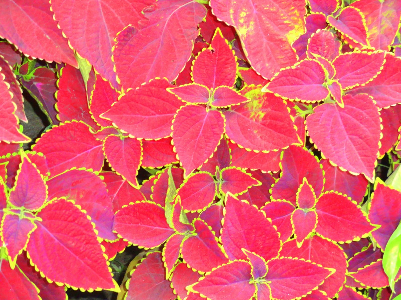 Coleus Coral-pink leaves with a lime edge