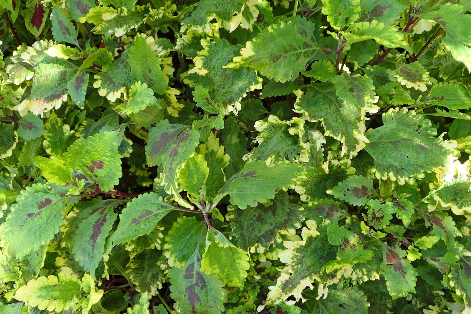 Coleus 'Florida Sun Splash'