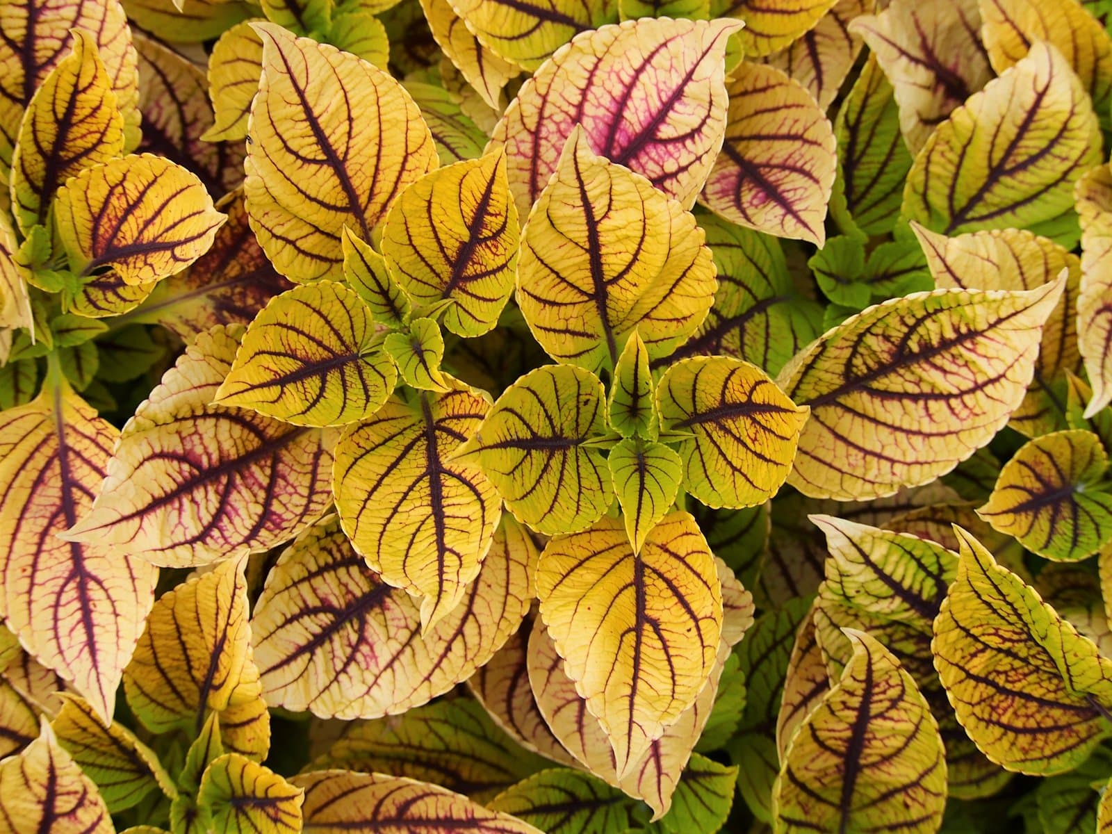 Coleus 'Gay's Delight'
