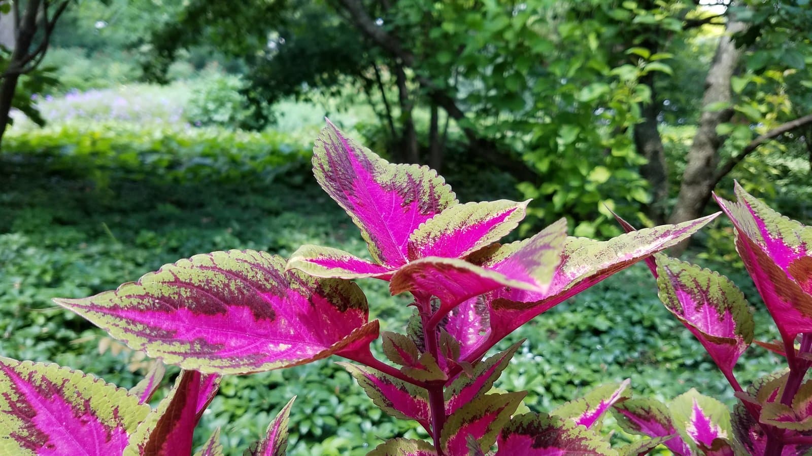 Coleus Magenta centres on green
