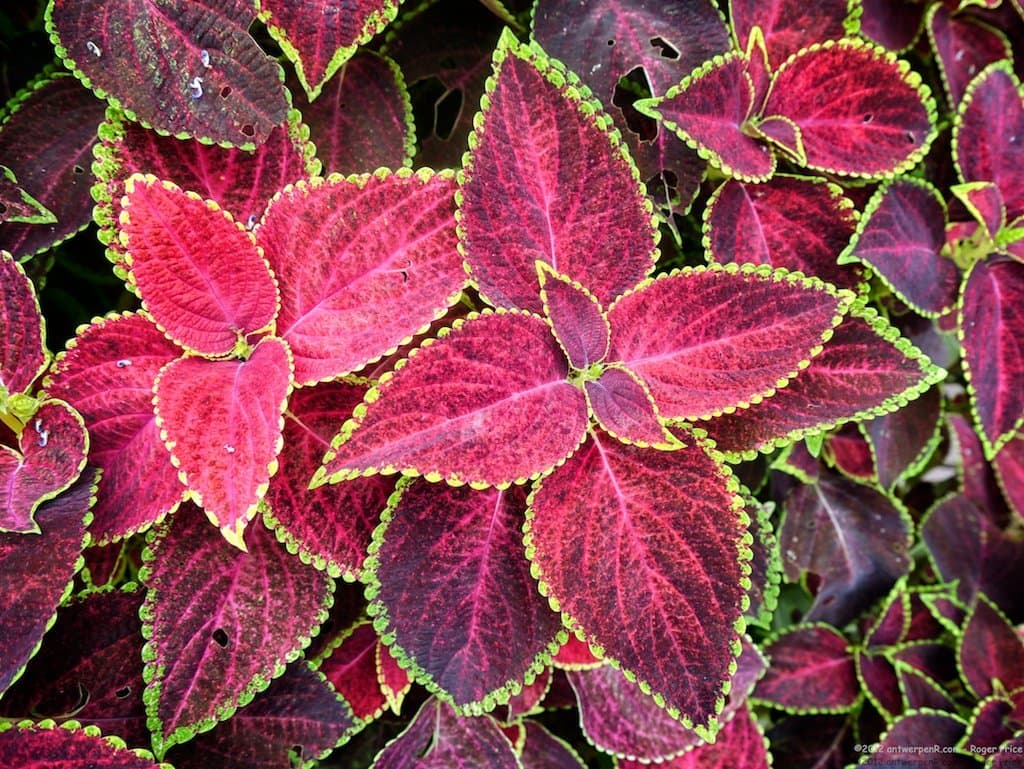 Coleus Mass planting in a public garden