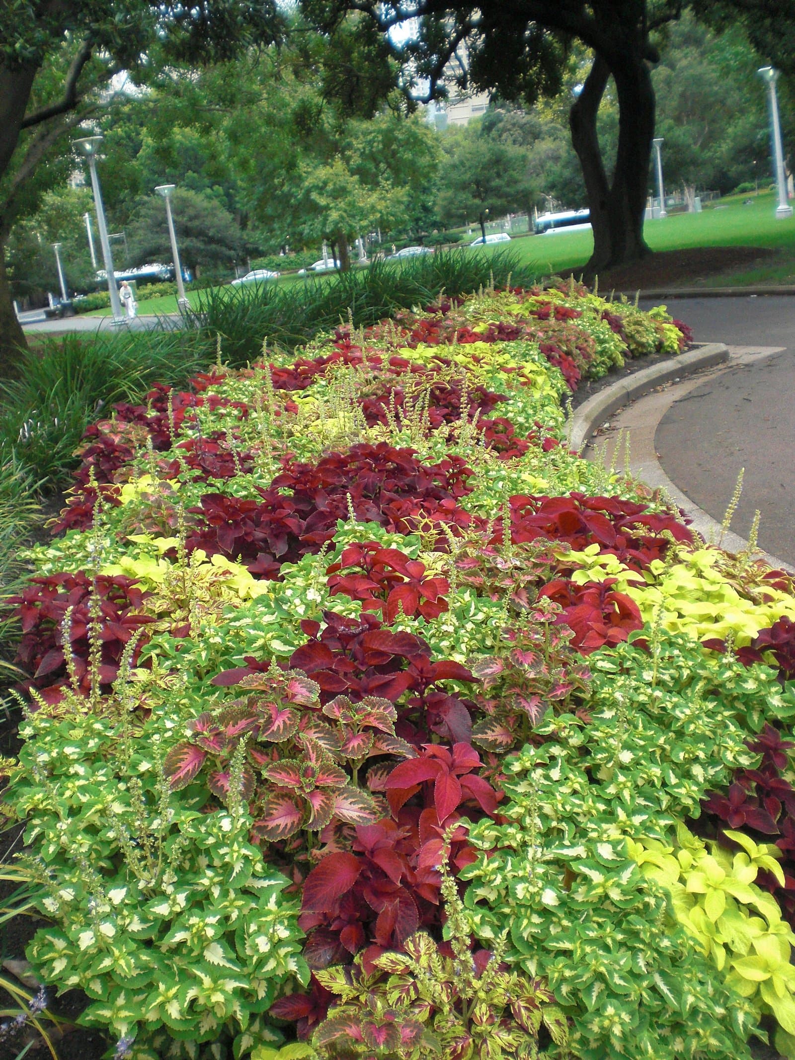 Coleus A mixed coleus bed showing the range of leaf colour
