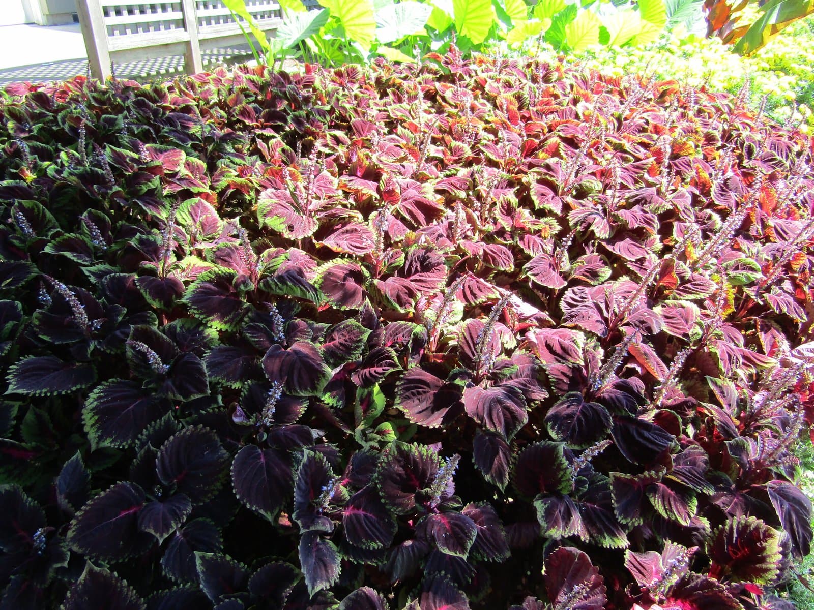 Coleus Pink speckled on green
