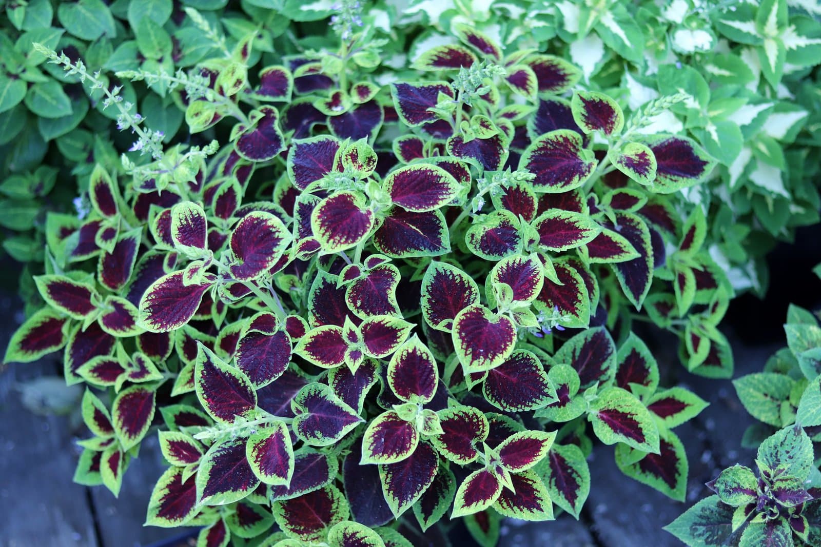 Coleus 'Premium Sun Crimson Gold'