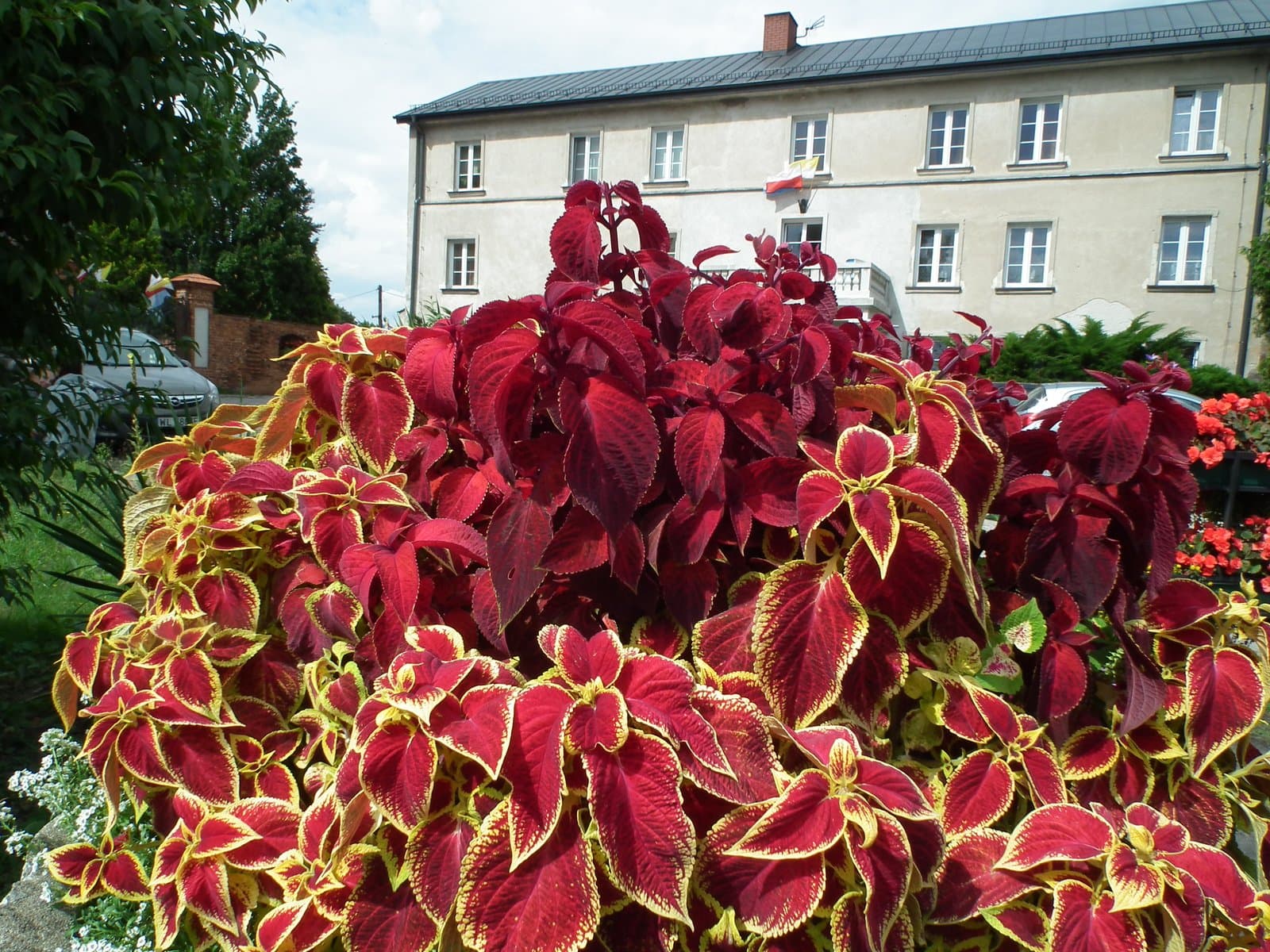 Coleus Red coleus massed as a bedding plant