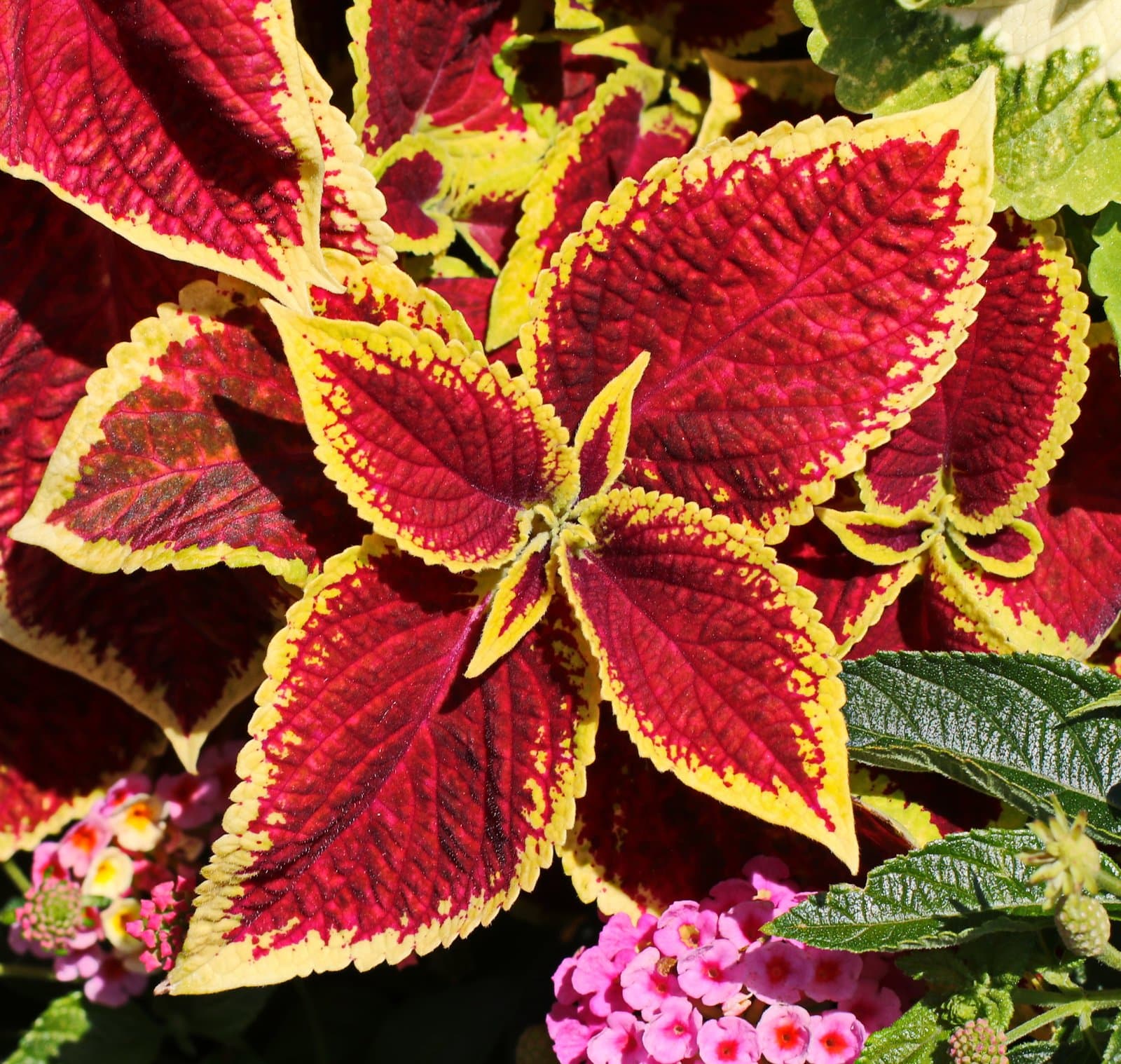 Coleus Red leaves with a lime margin