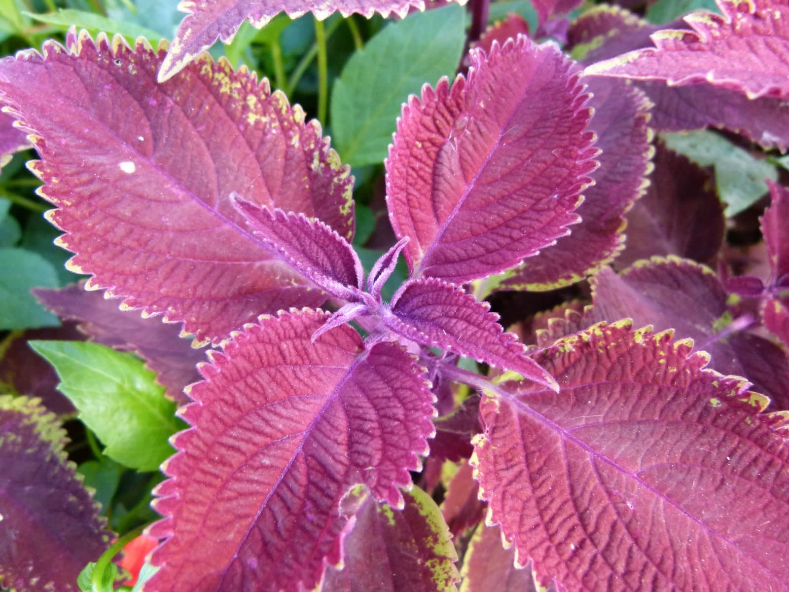 Coleus 'Scarlett'