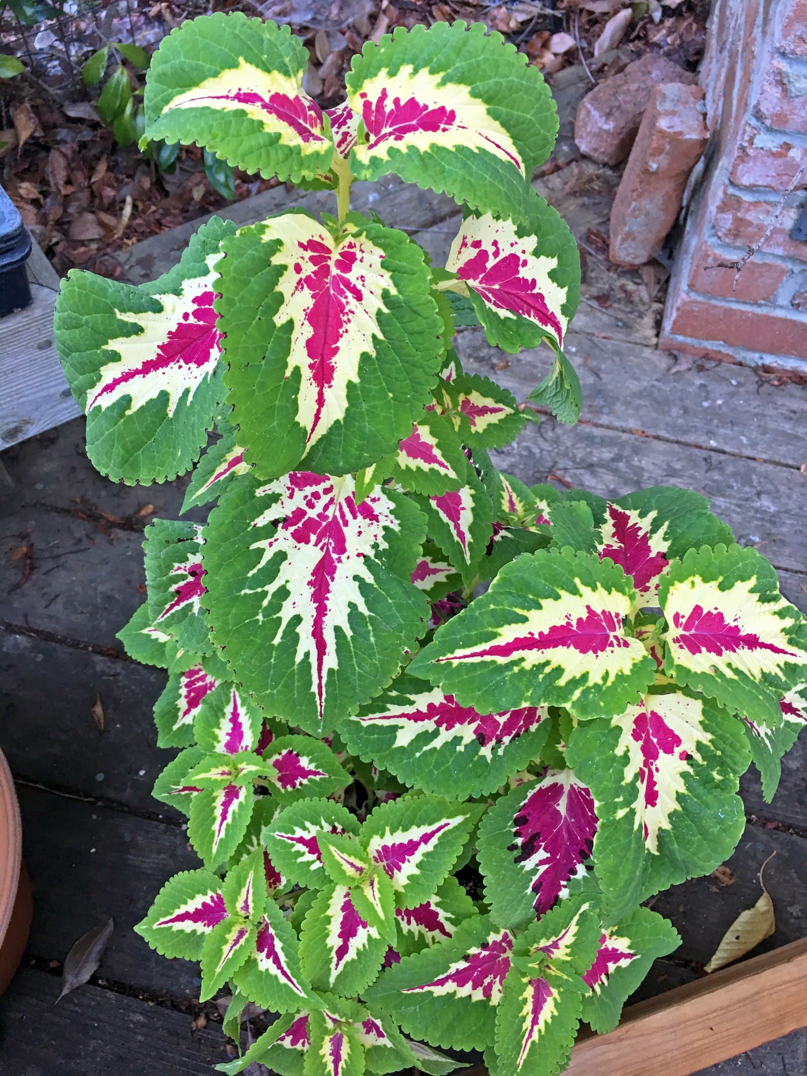 Coleus 'Wizard Rose'
