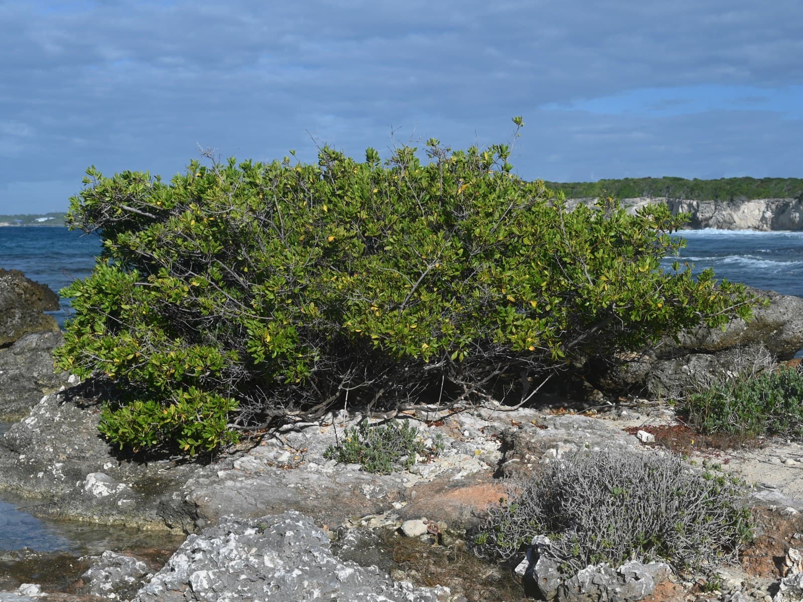 Buttonwood