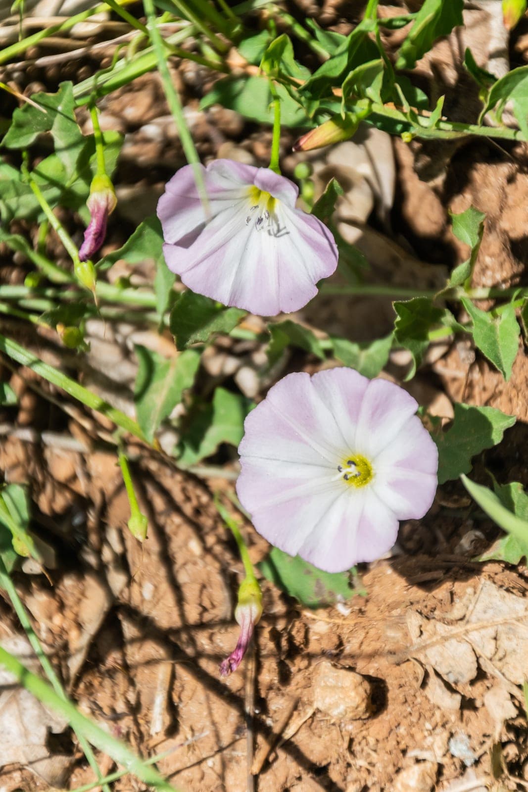 Bindweed