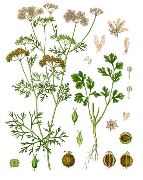 Caribe Cilantro