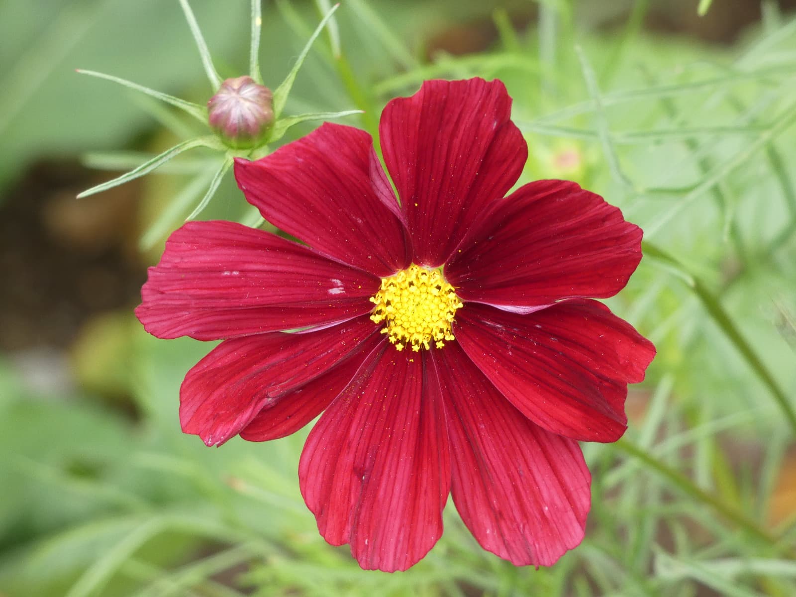Cosmos bipinnatus 'Rubenza'