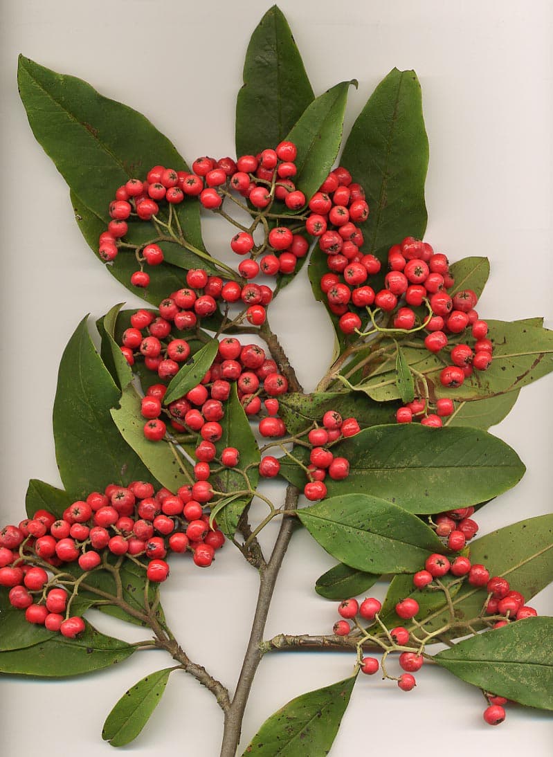 Weeping Cotoneaster