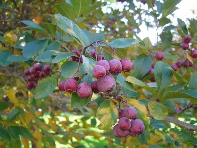 Cockspur Hawthorn (Crataegus crus-galli) - Batten Blooms