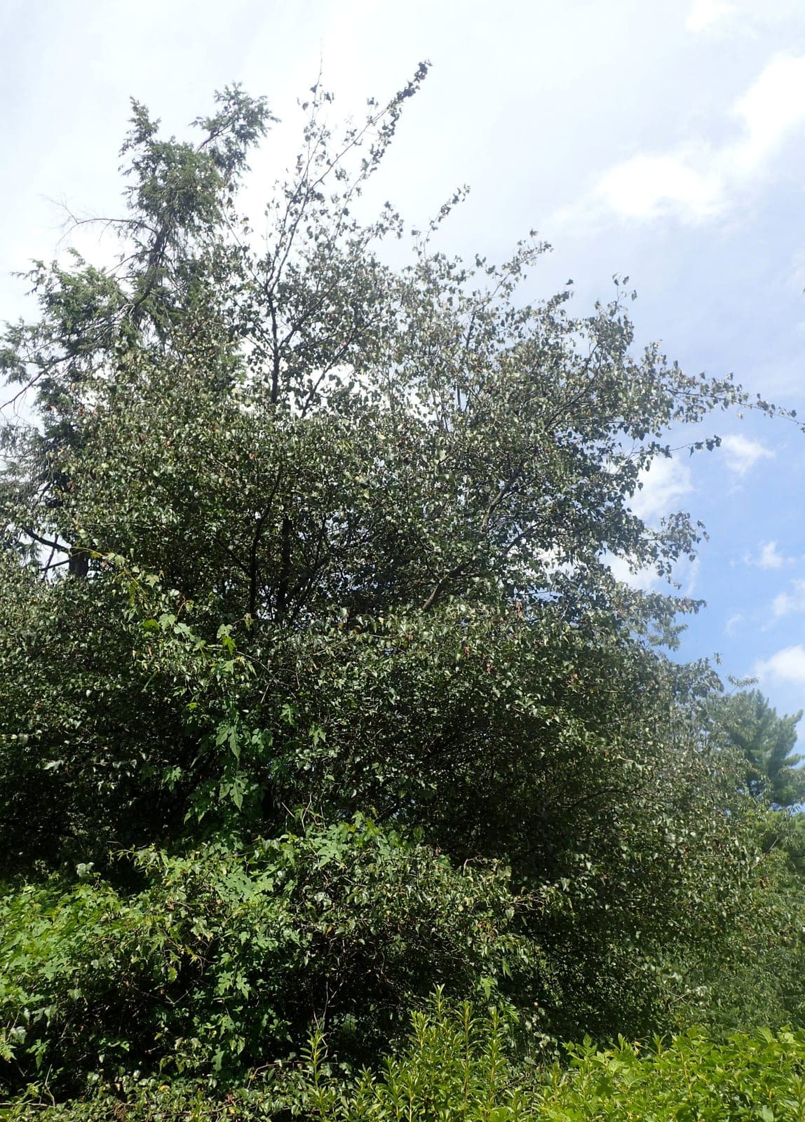 Washington Hawthorn