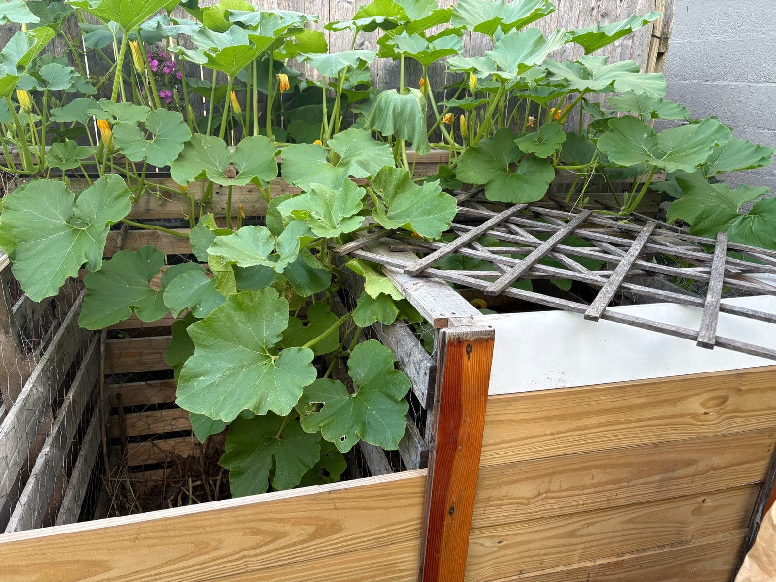 Red Kuri Squash