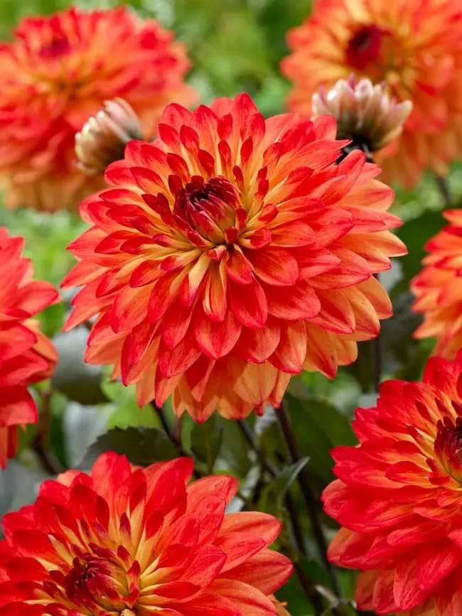 Dahlia 'Candlelight Amberglow'