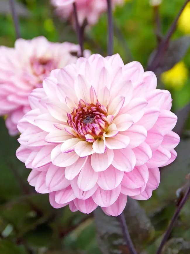 Dahlia 'Melody Harmony'