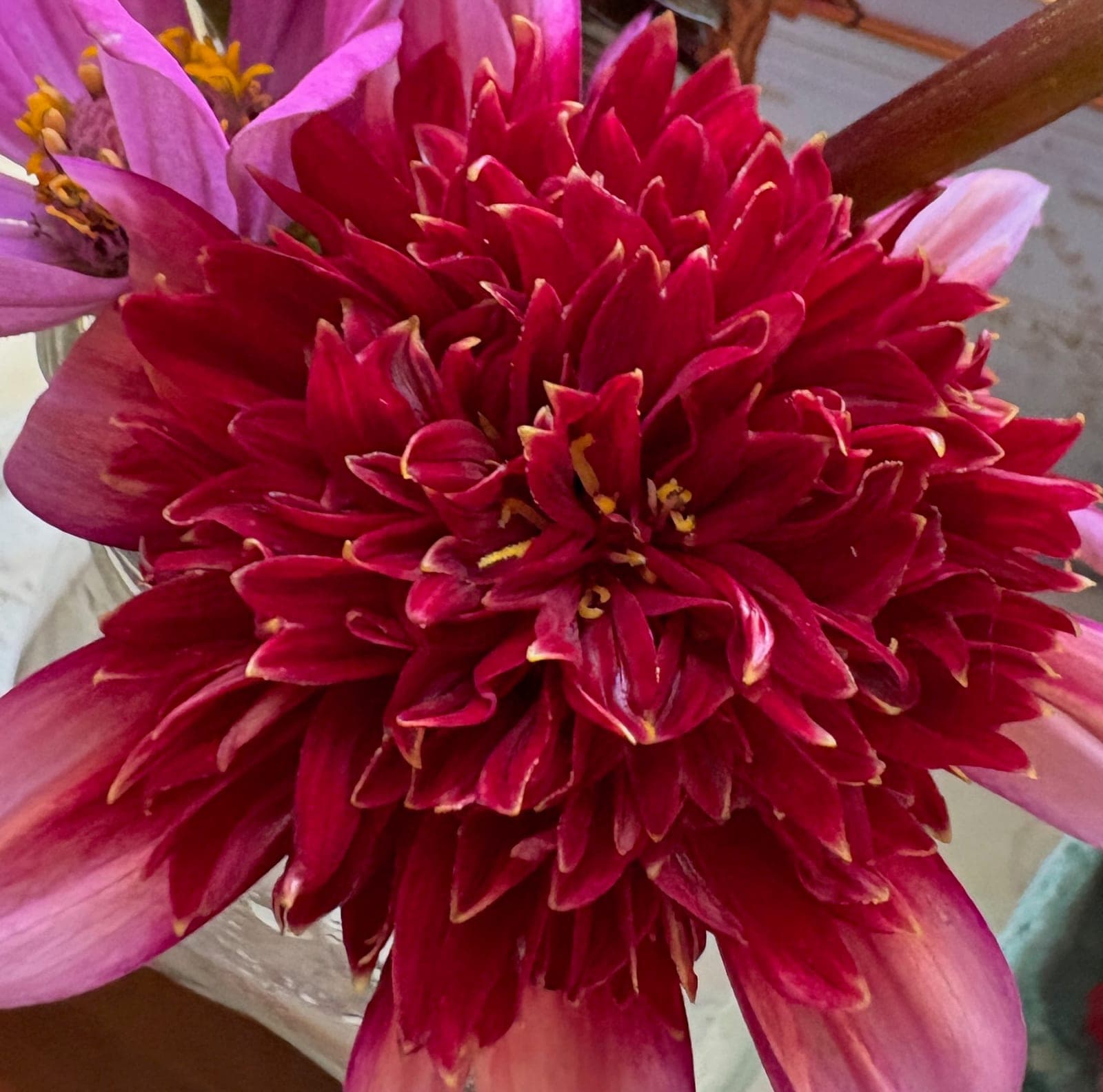 Dahlia