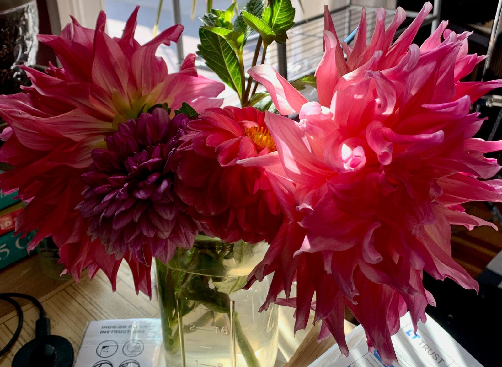 Dahlia