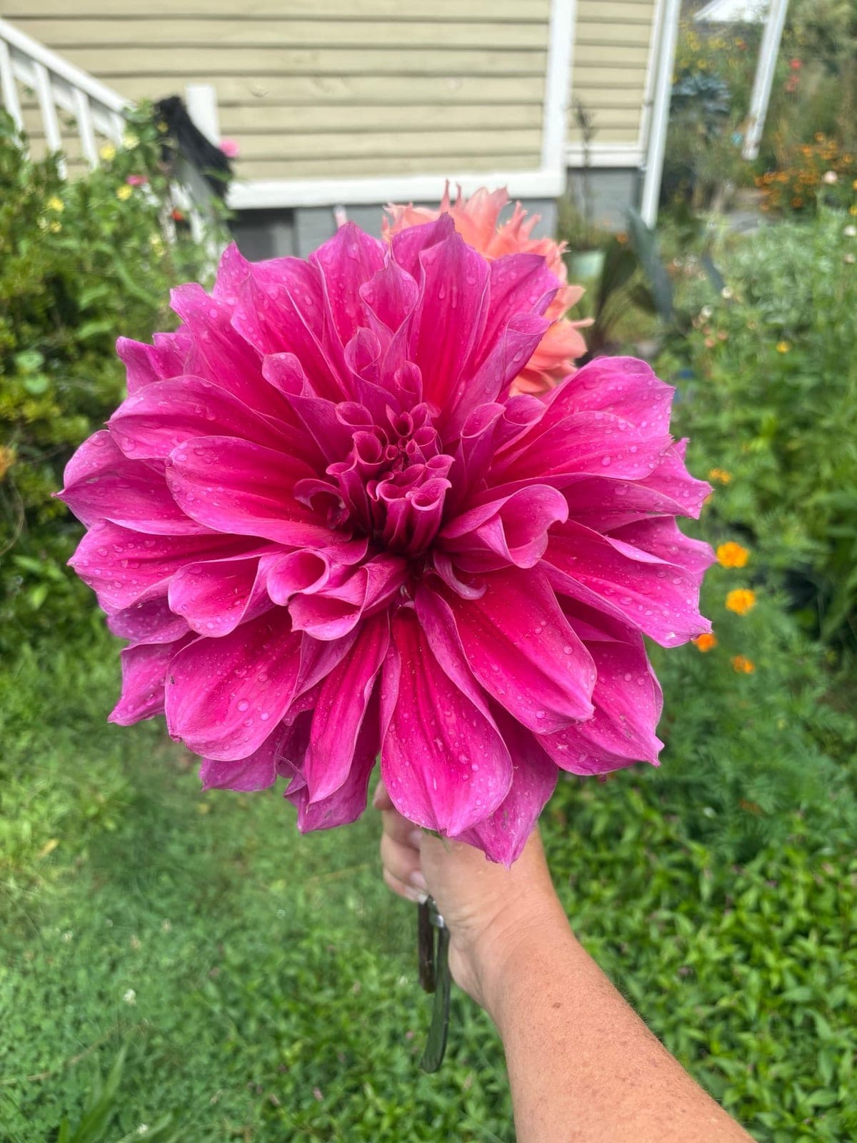 Dahlia