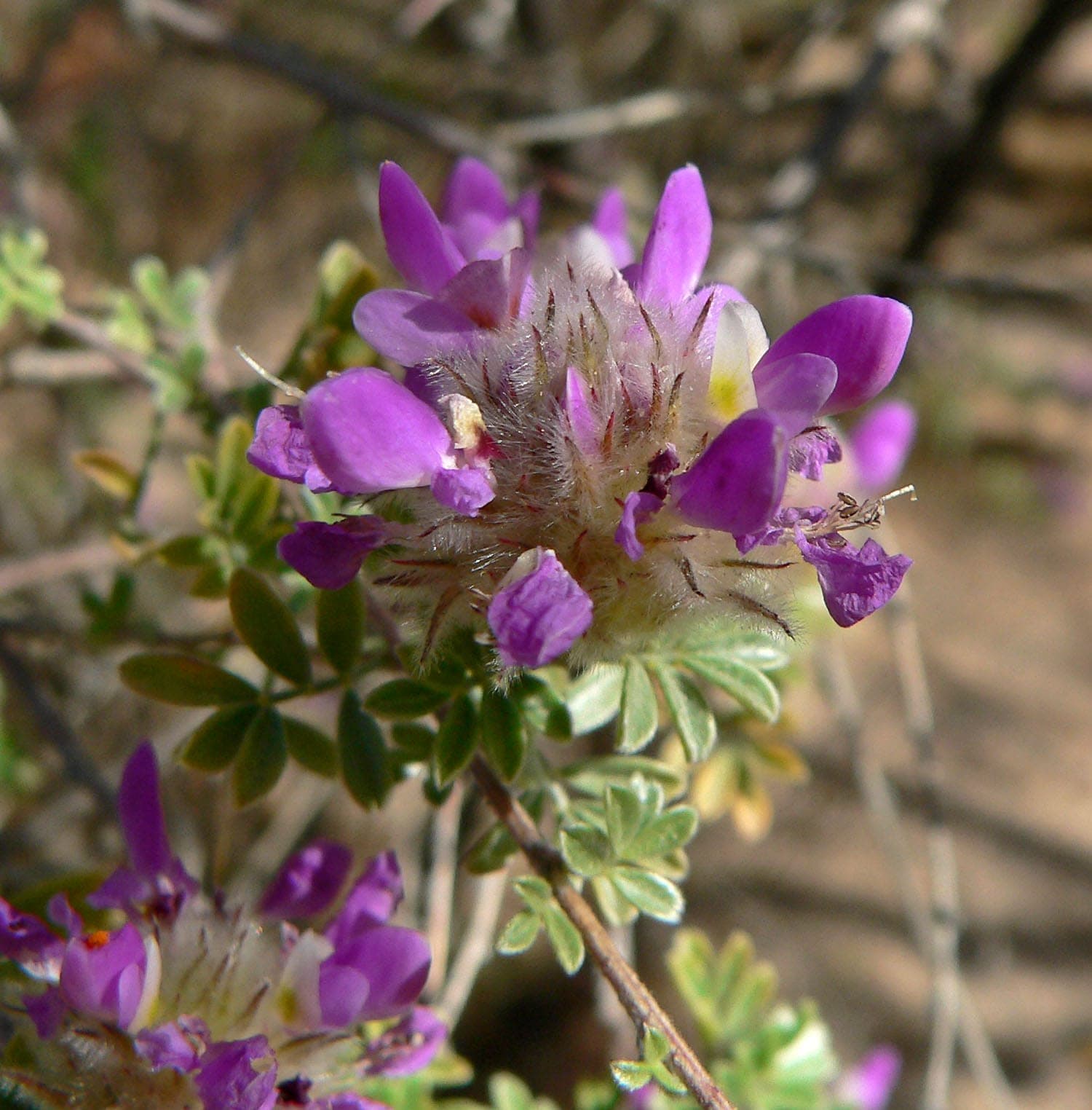 Bush Dalea
