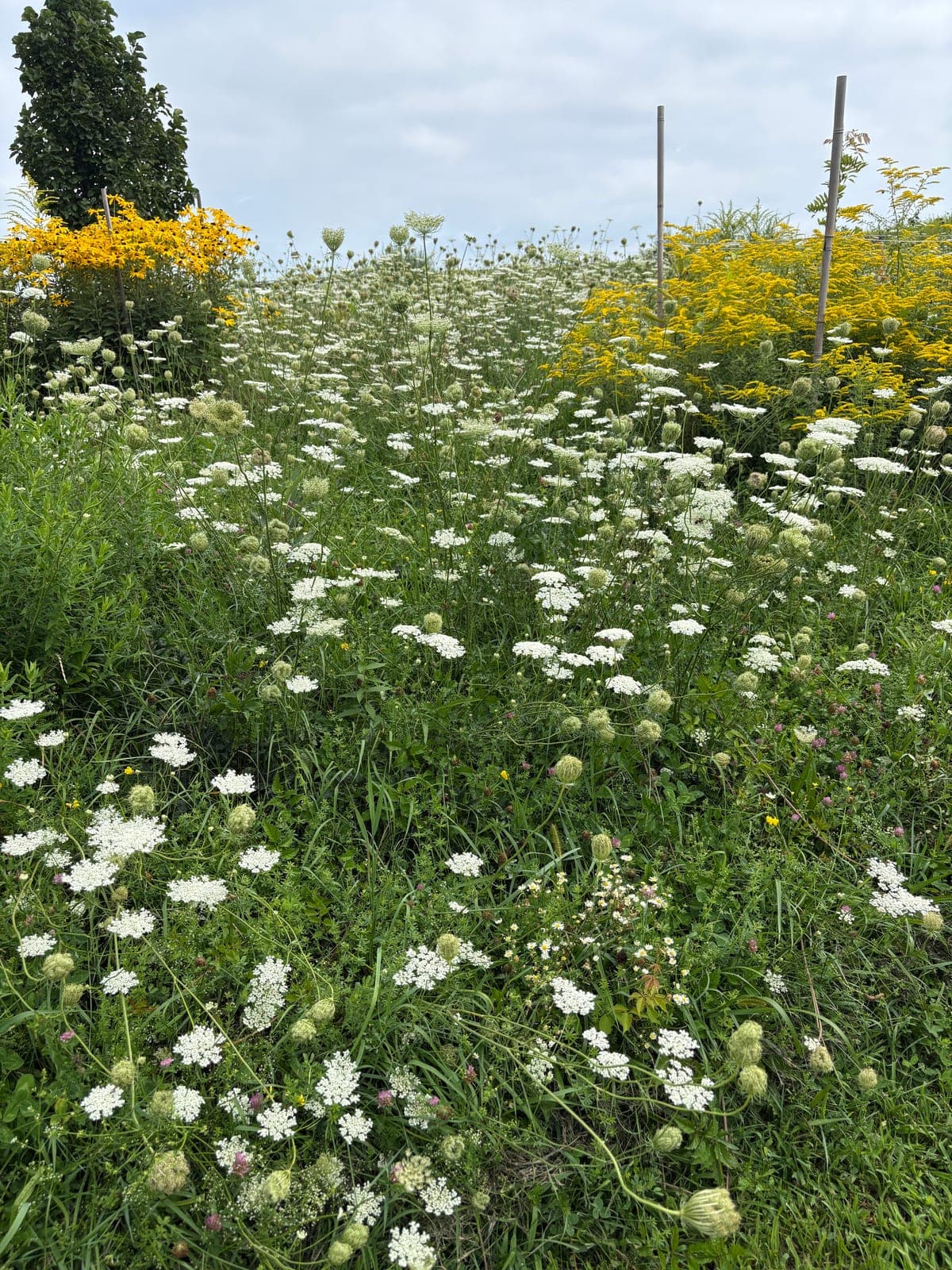 Queen Anne's Lace