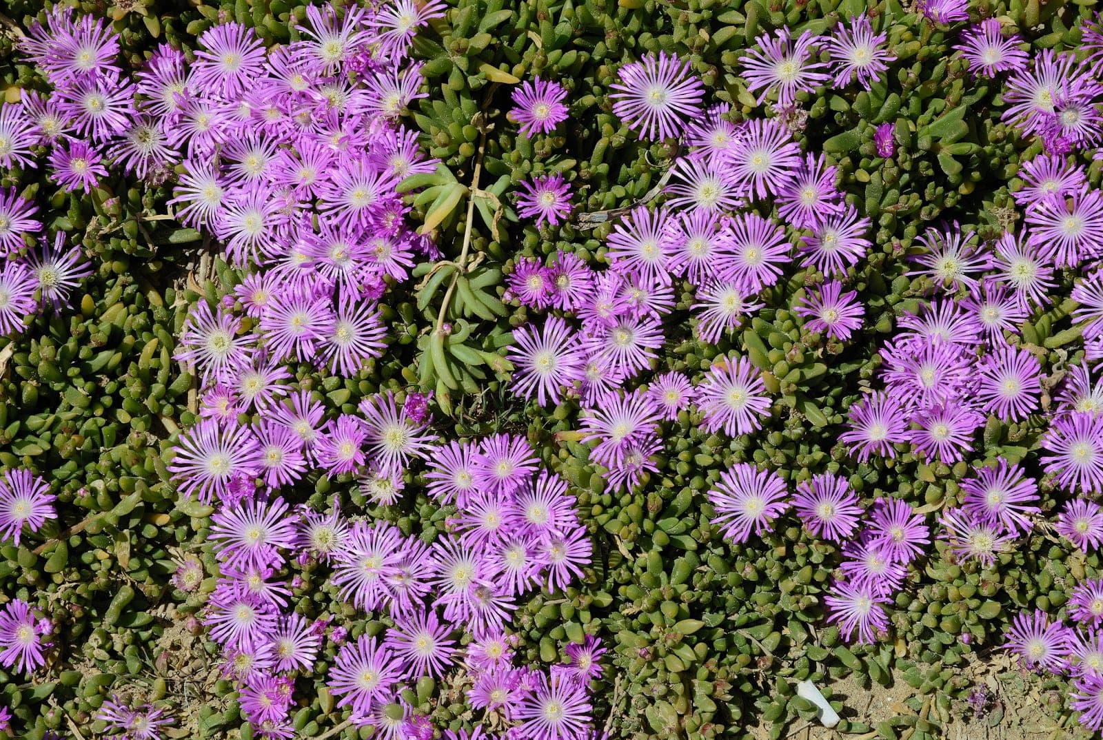 Ice Plant