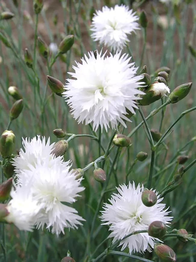 Pinks 'Itsaul White'