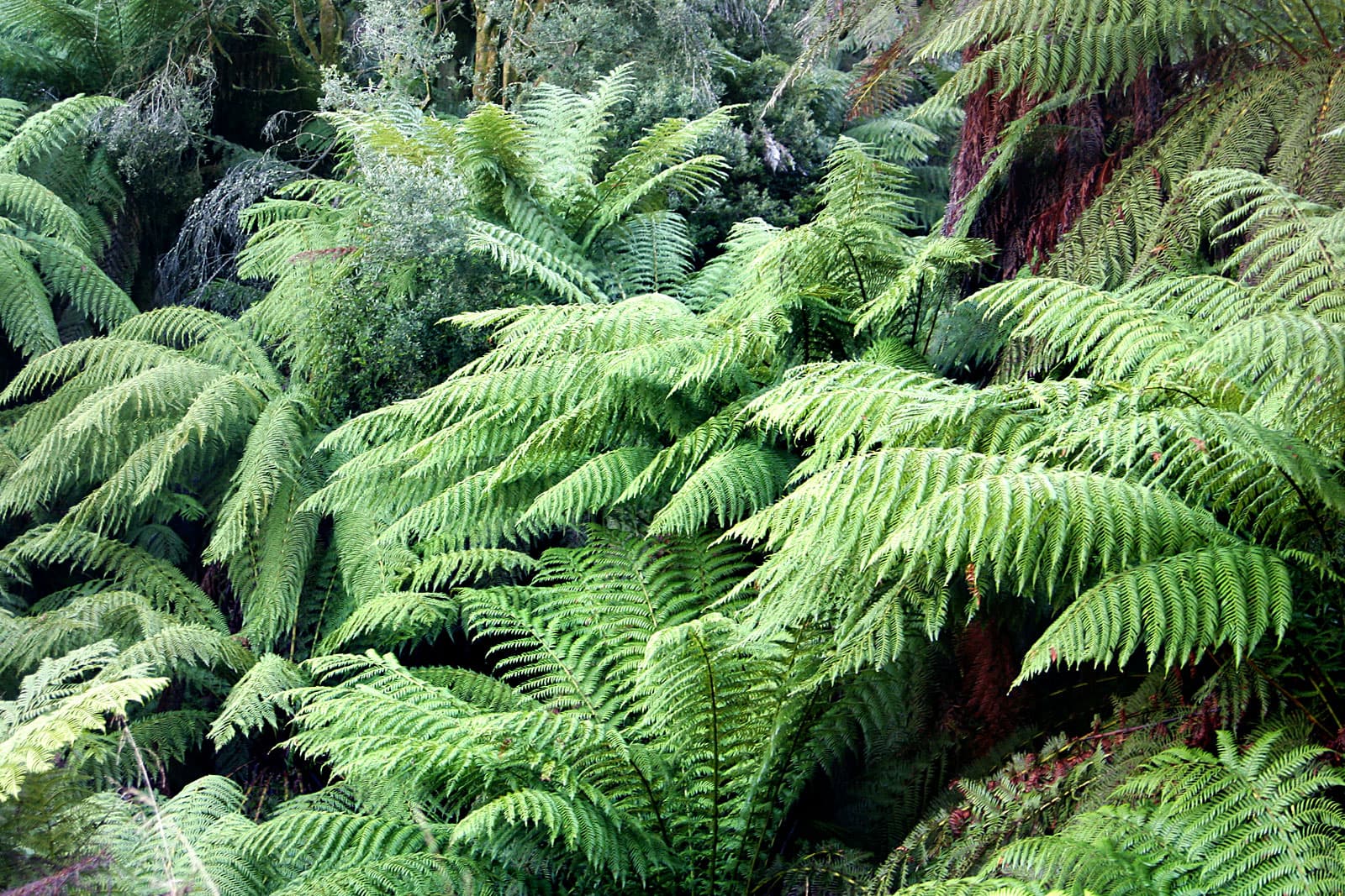 Tasmanian Tree Fern