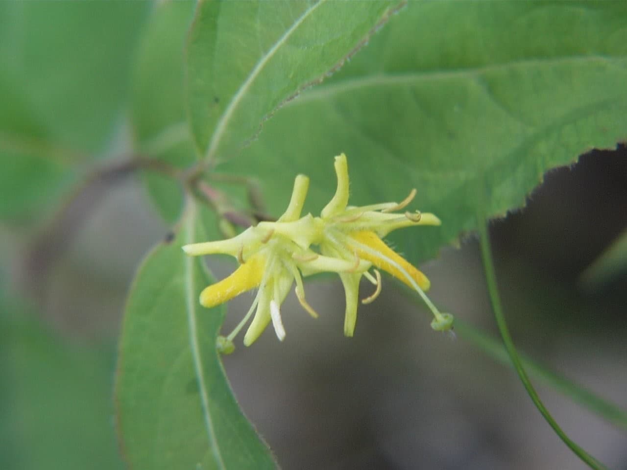 Northern Bush Honeysuckle