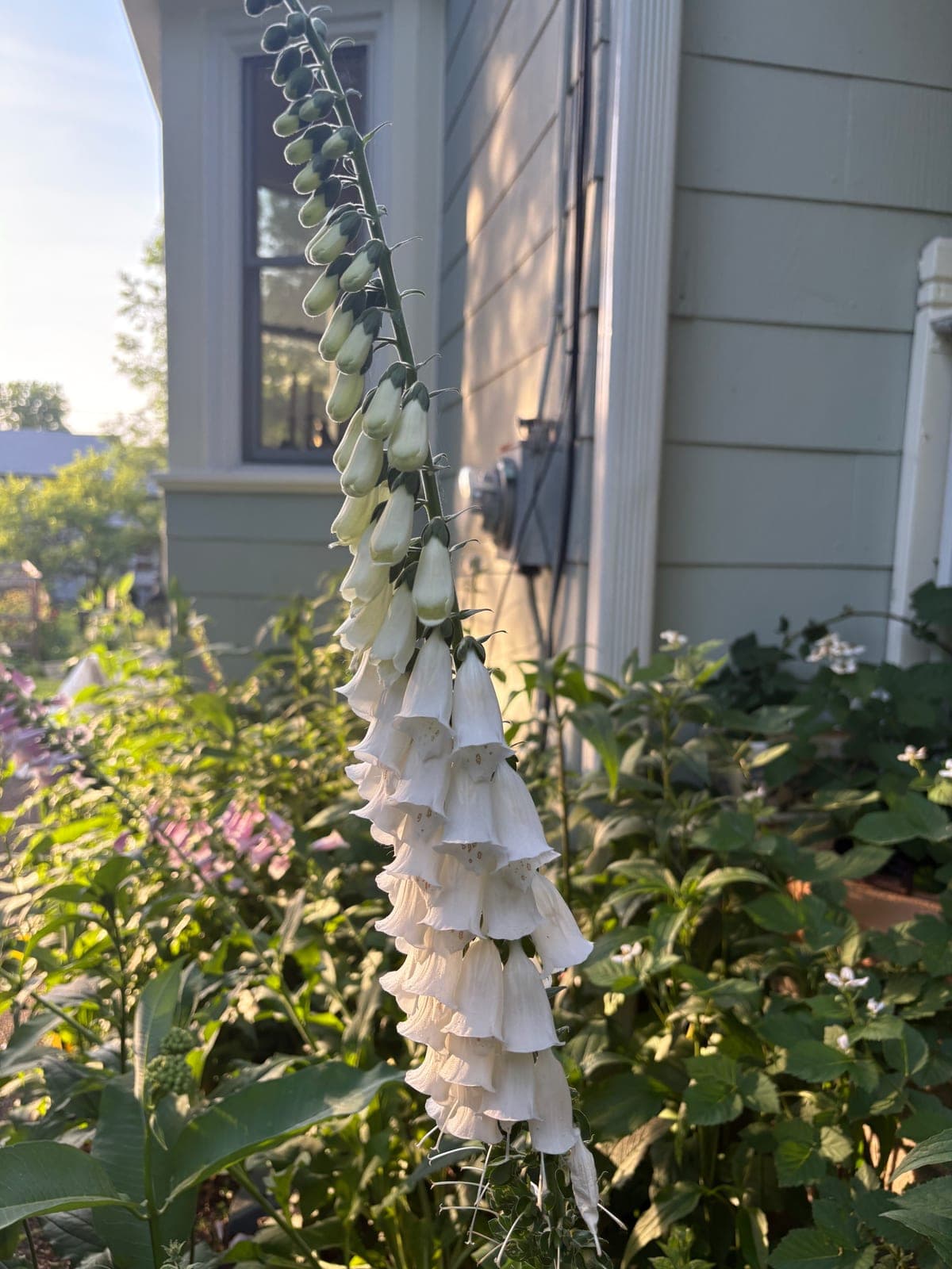 Foxglove
