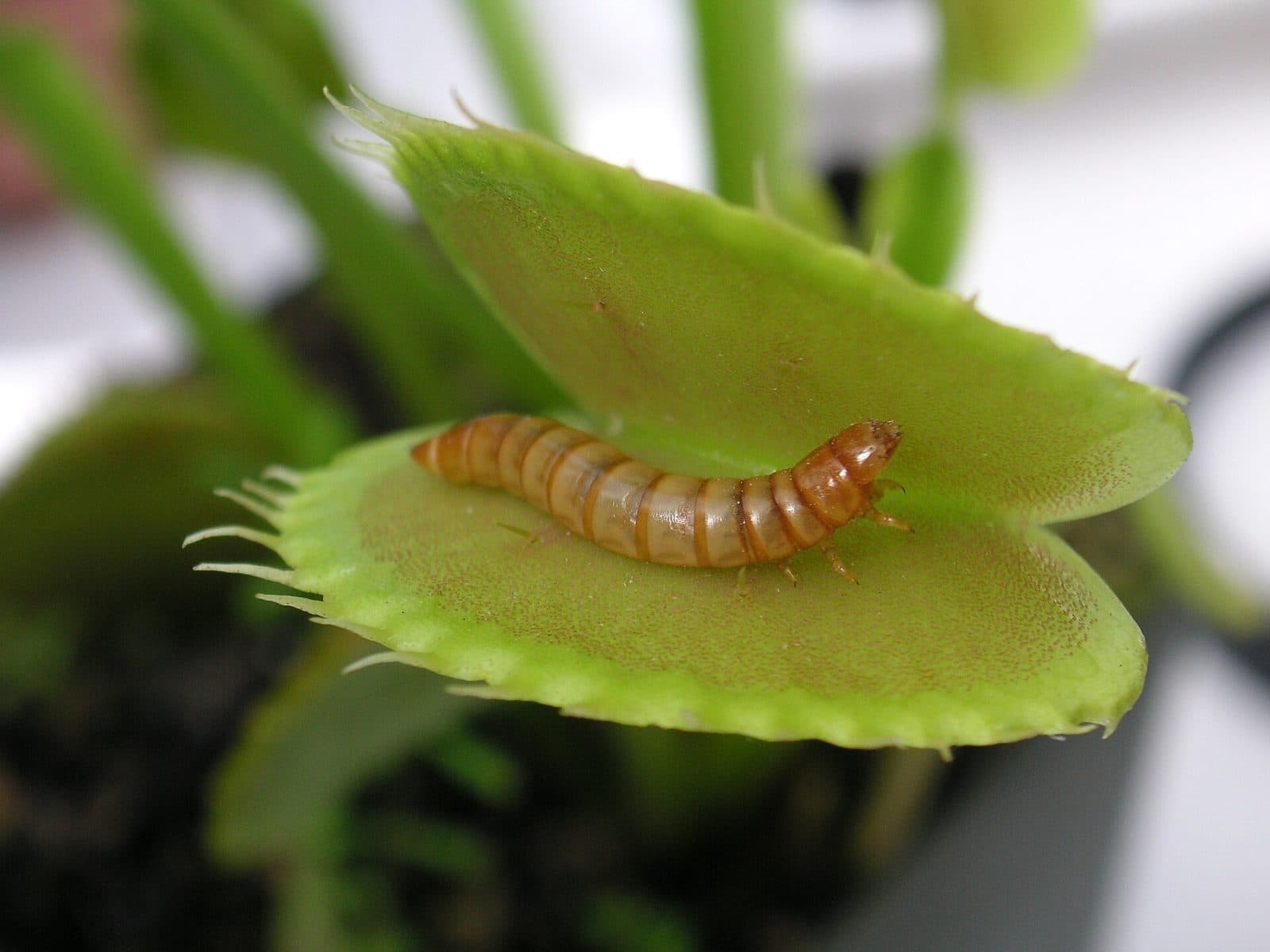 Mealworm larva caught in an open Venus flytrap trap