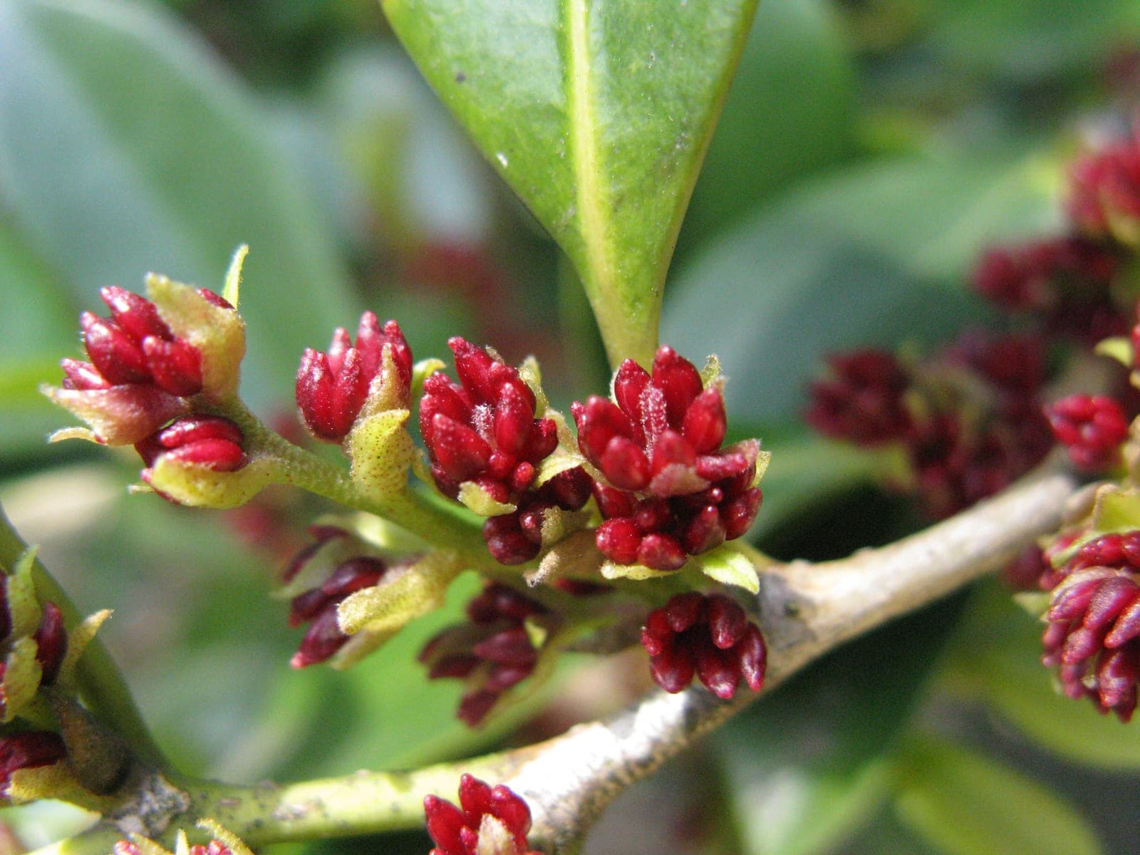 Distylium
