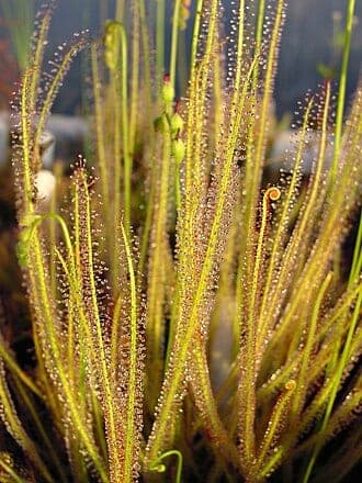 Florida Sundew